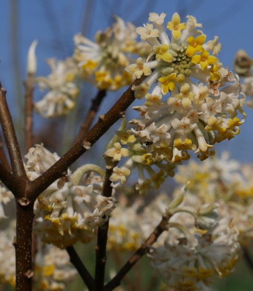 Edgeworthia chrysantha